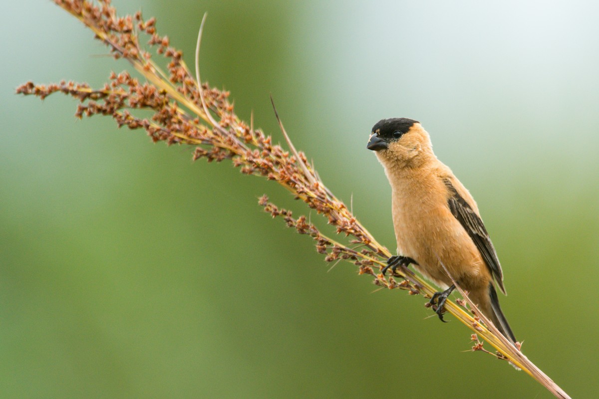 Copper Seedeater - ML538826751