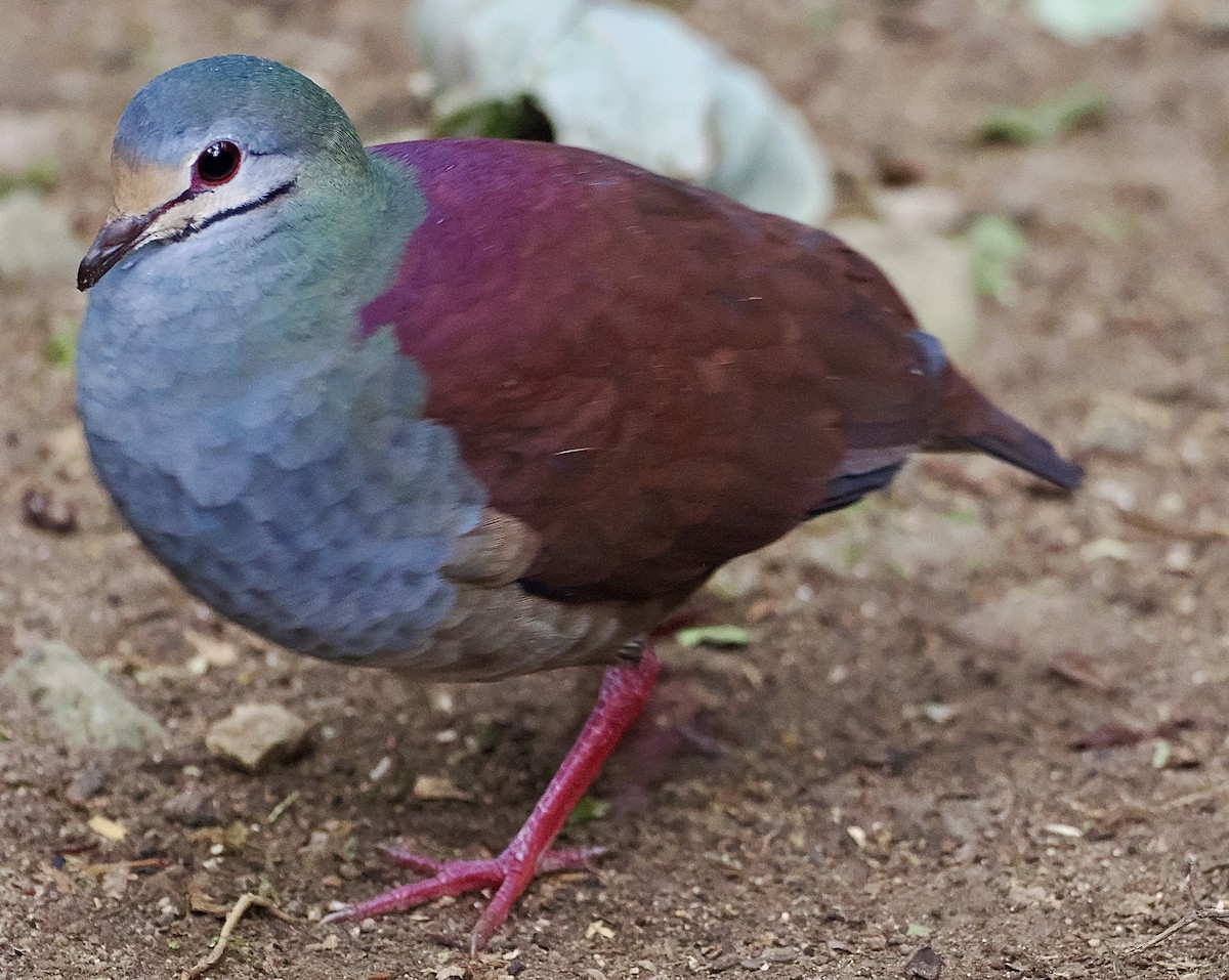 Buff-fronted Quail-Dove - ML538827711