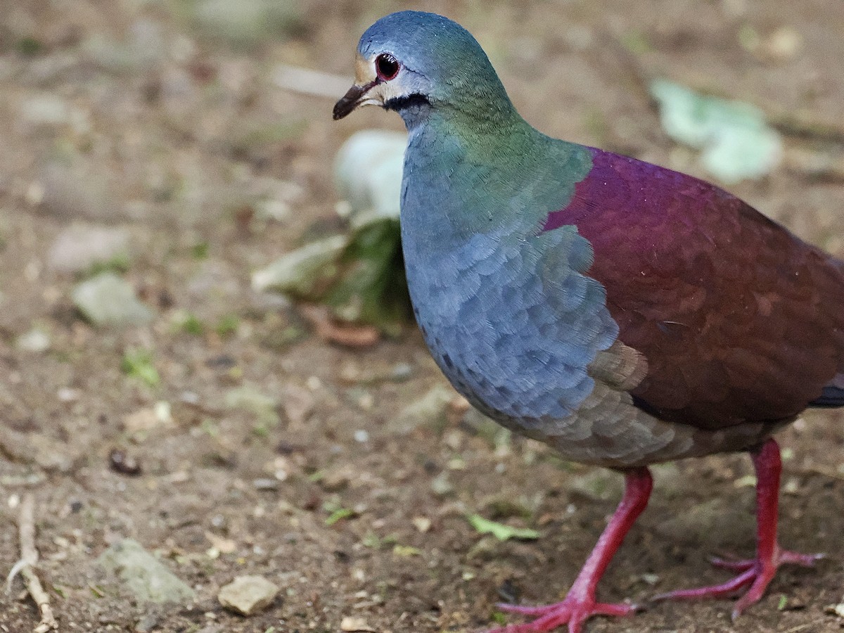 Buff-fronted Quail-Dove - ML538827721