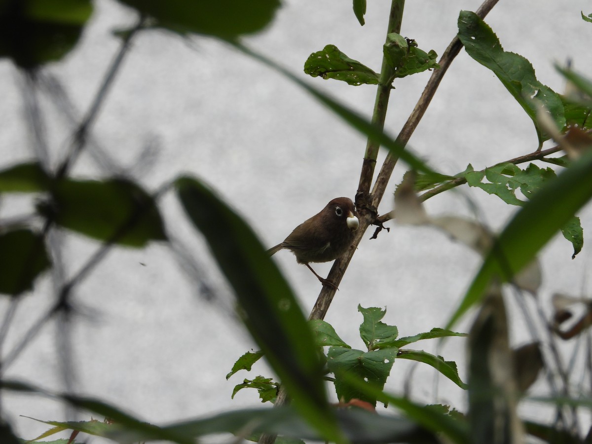 Spectacled Parrotbill - ML538832031