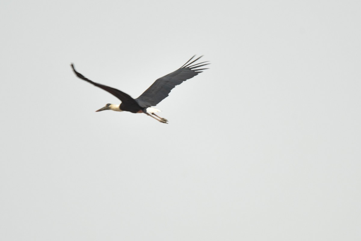 Asian Woolly-necked Stork - Sajeev Krishnan