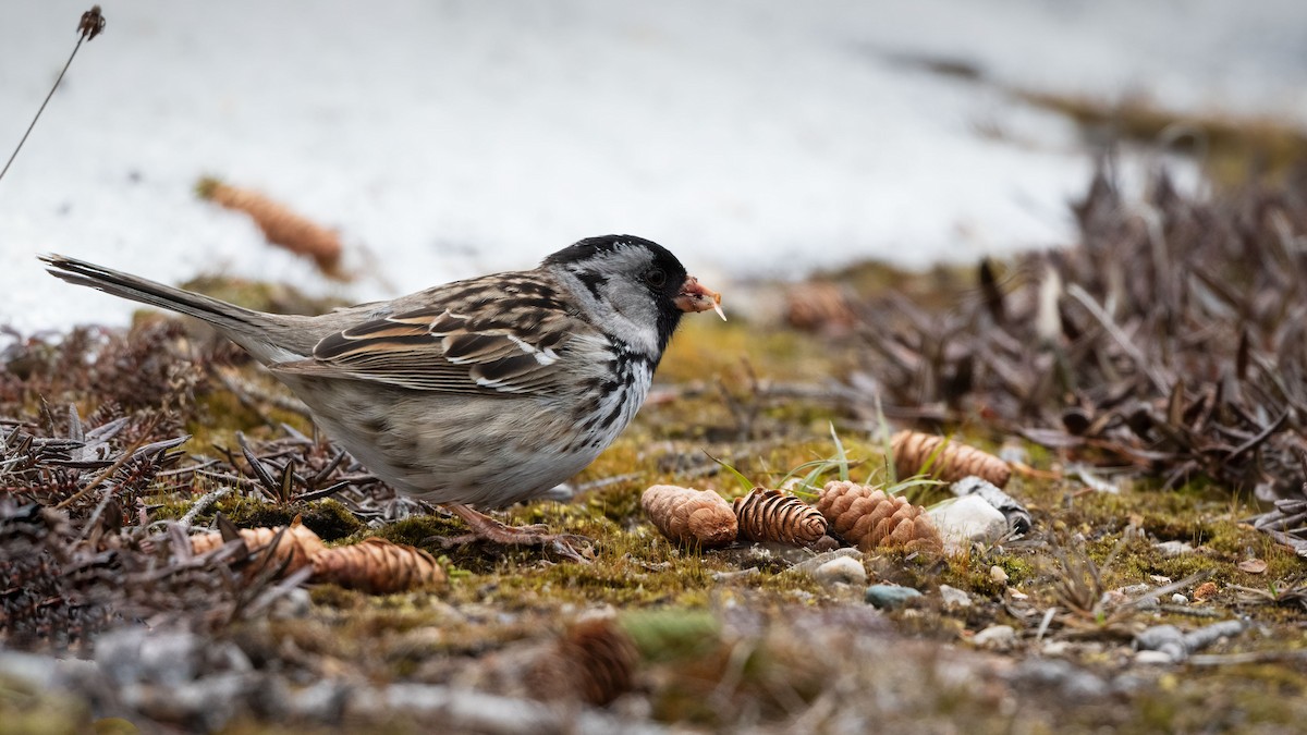 Harris's Sparrow - paul mclelland
