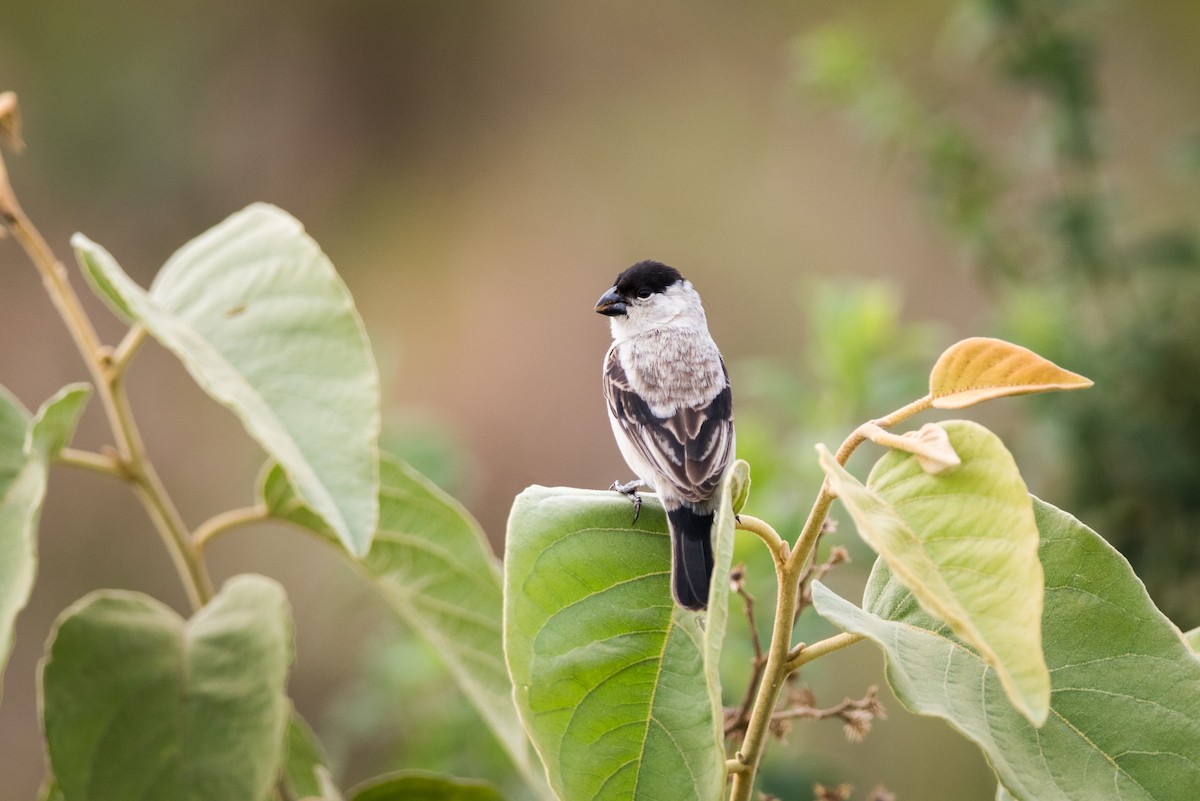 Pearly-bellied Seedeater - ML538843901