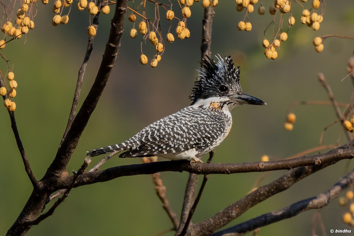 Crested Kingfisher - Bindhu Mohan