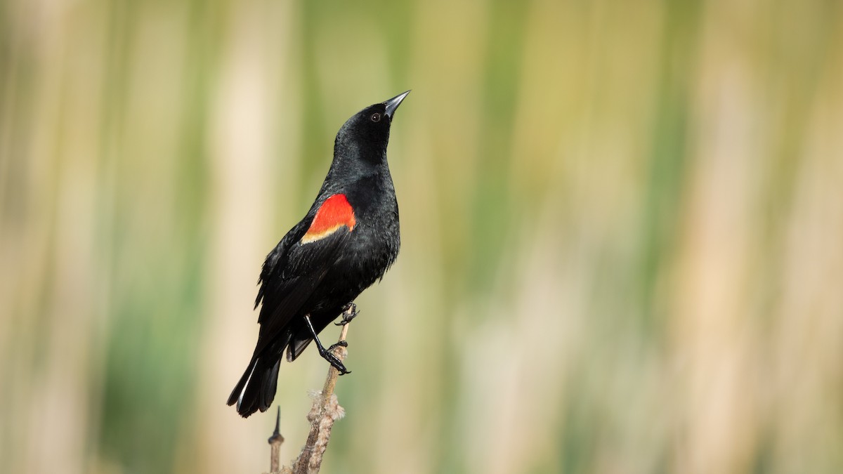 Red-winged Blackbird - paul mclelland