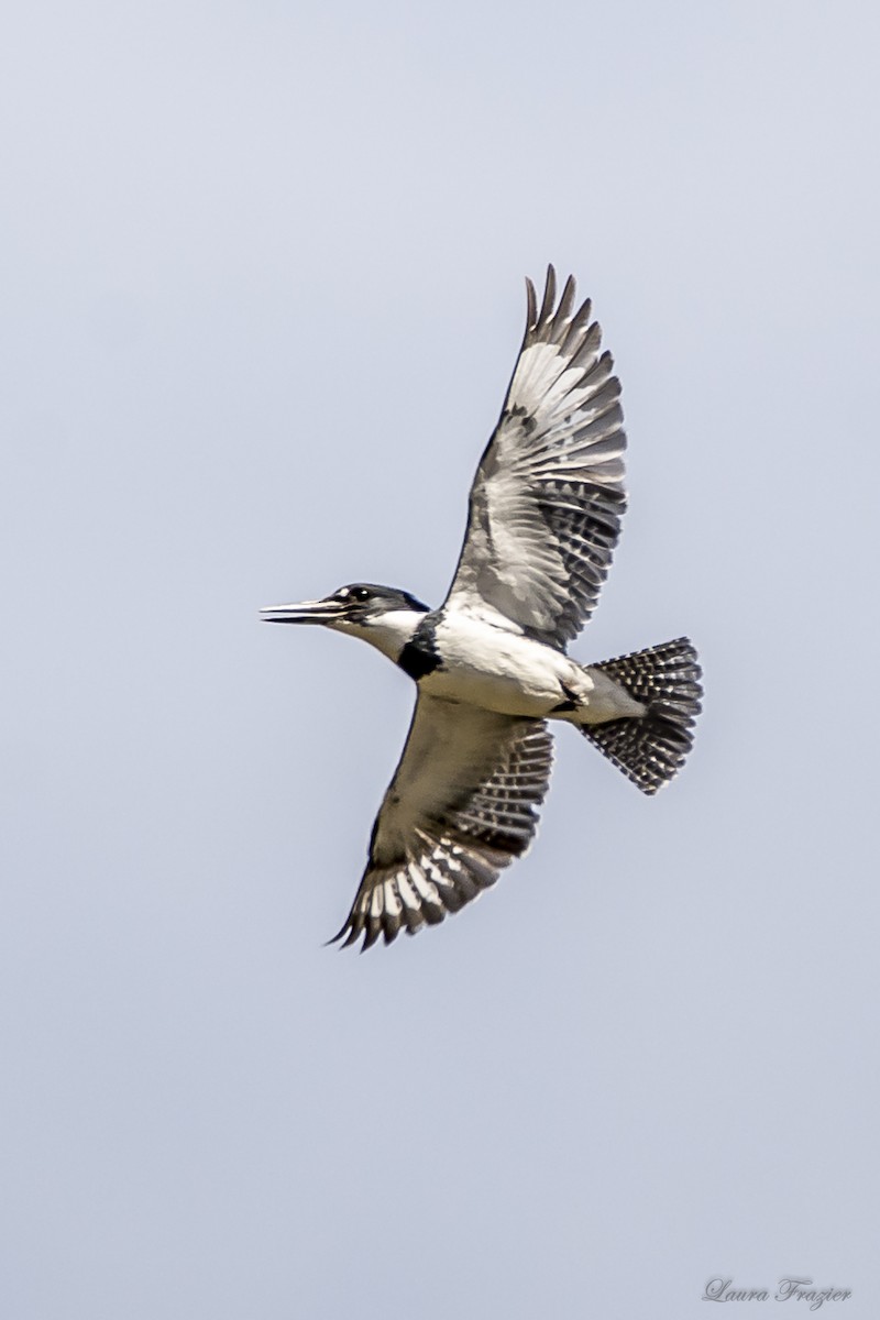 Belted Kingfisher - ML53885411
