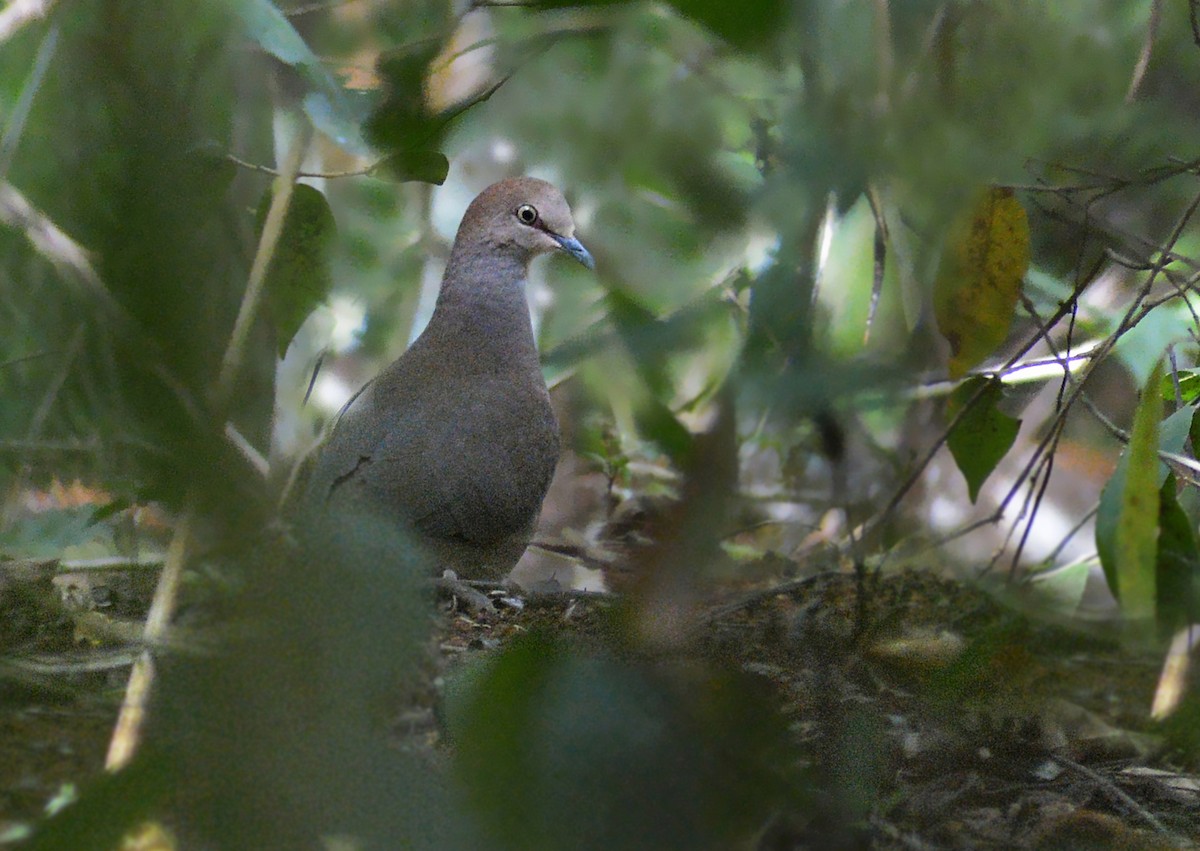 Gray-chested Dove - Jorge Dangel