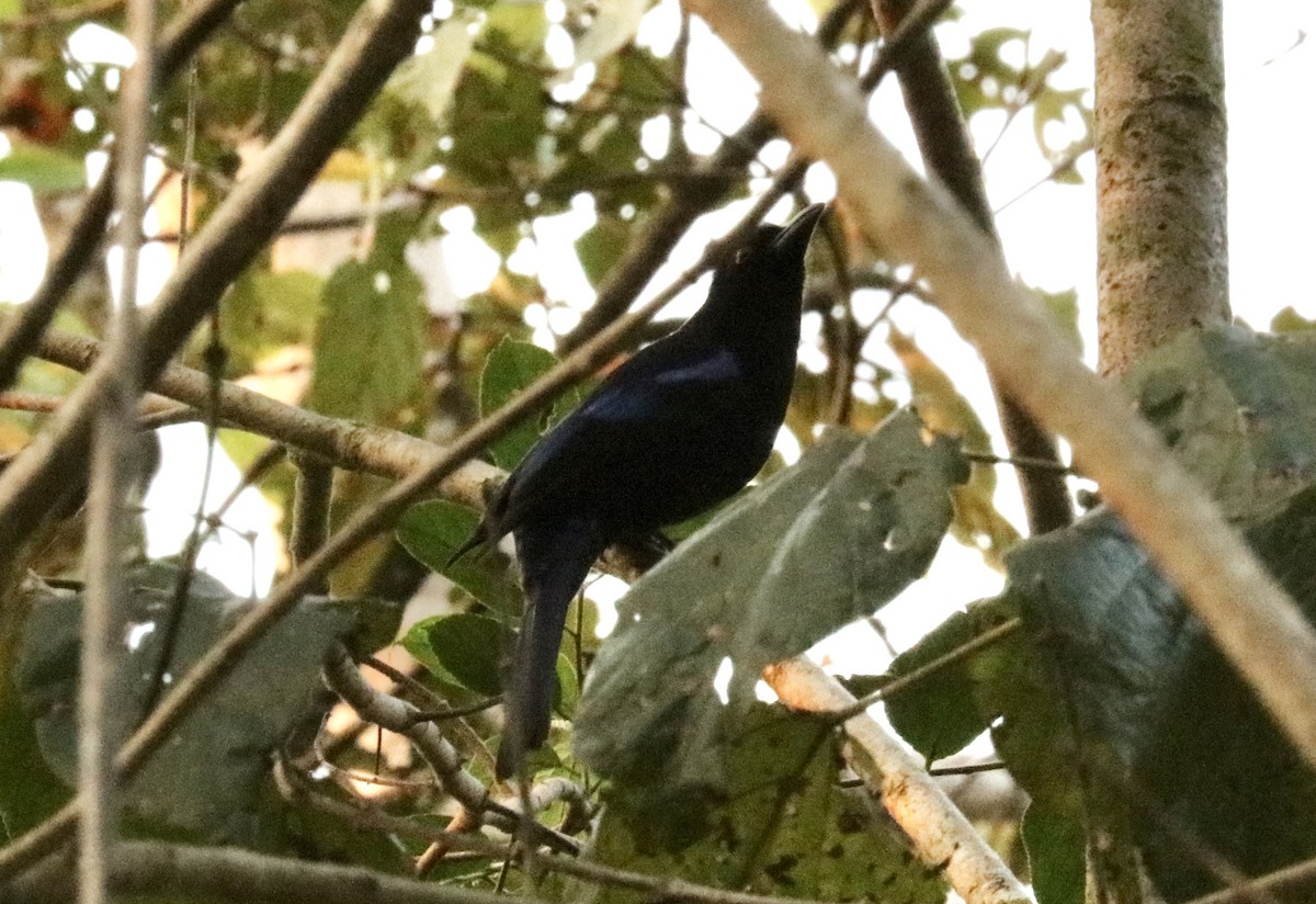 Philippine Fairy-bluebird - ML538856731