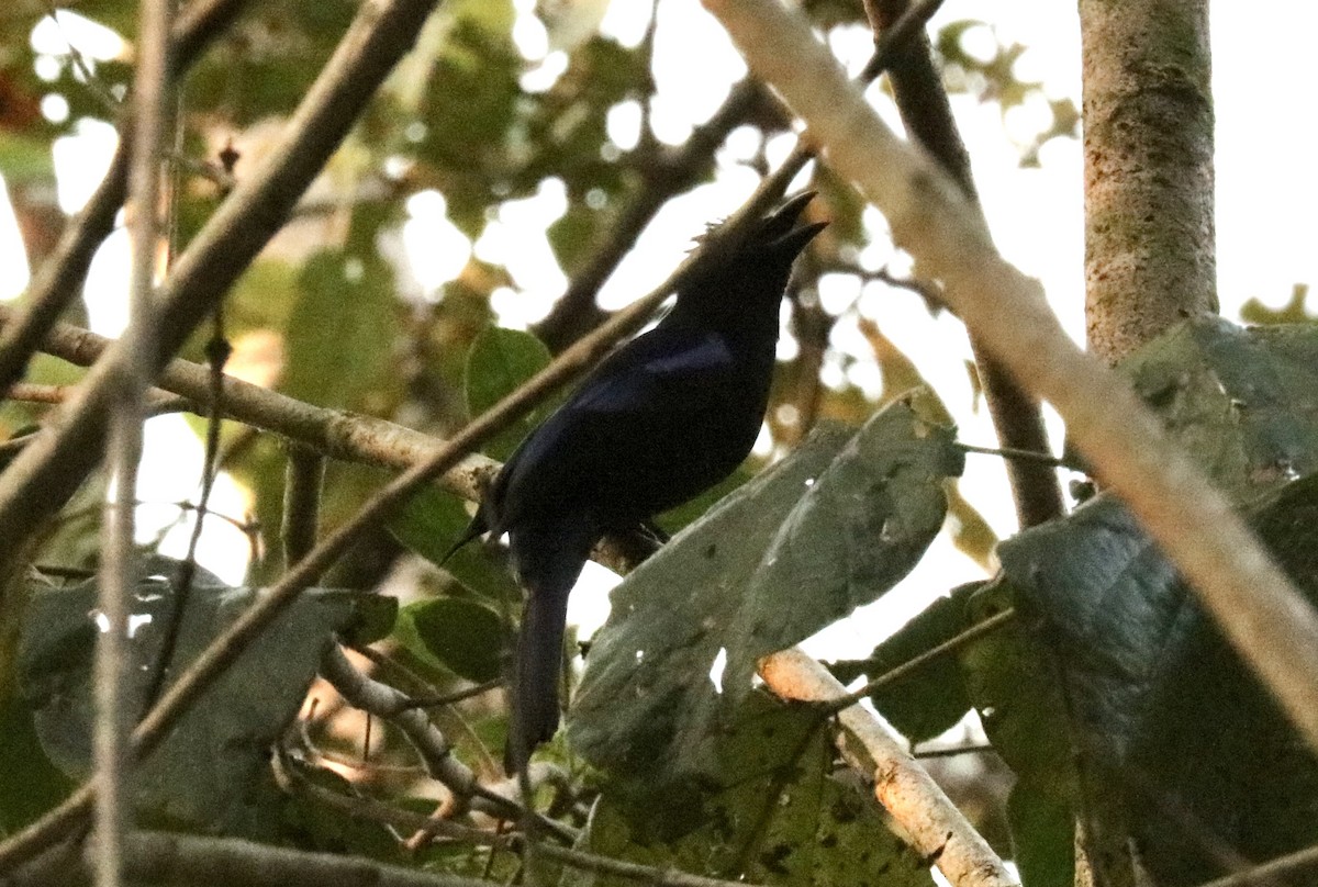 Philippine Fairy-bluebird - ML538856741