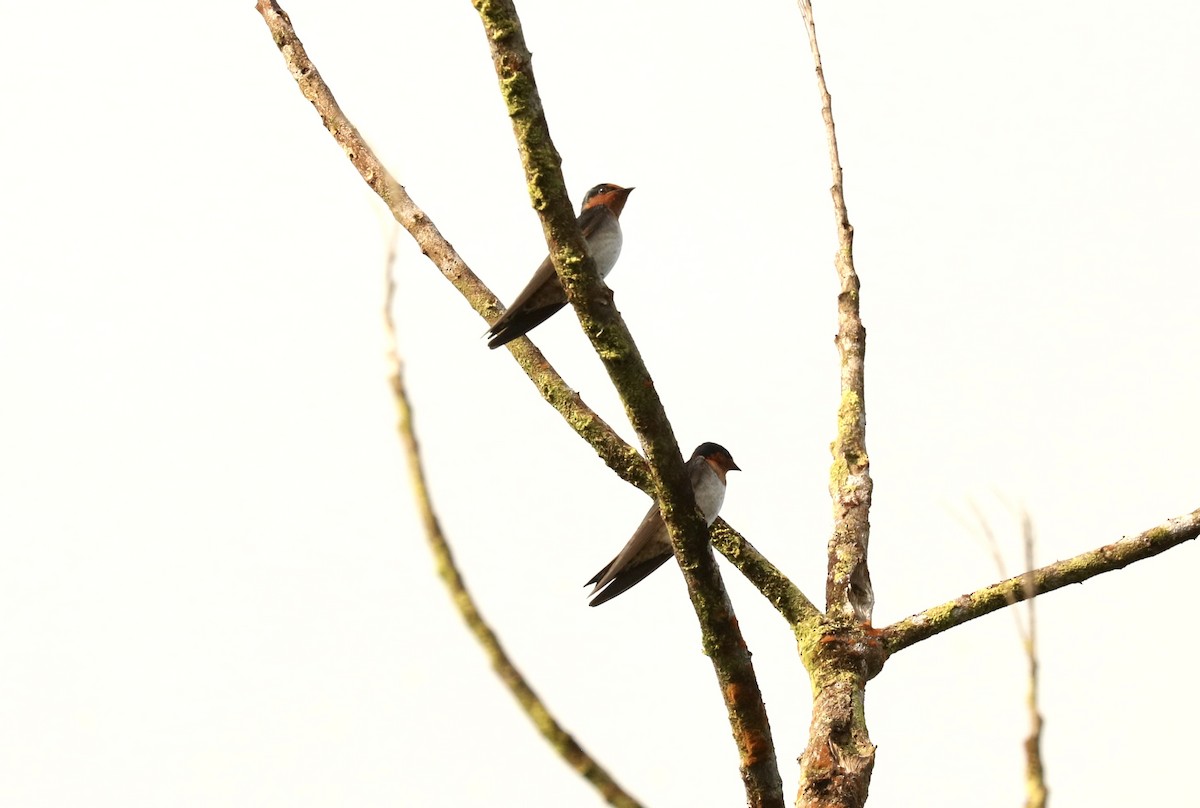 Pacific Swallow - ML538858821