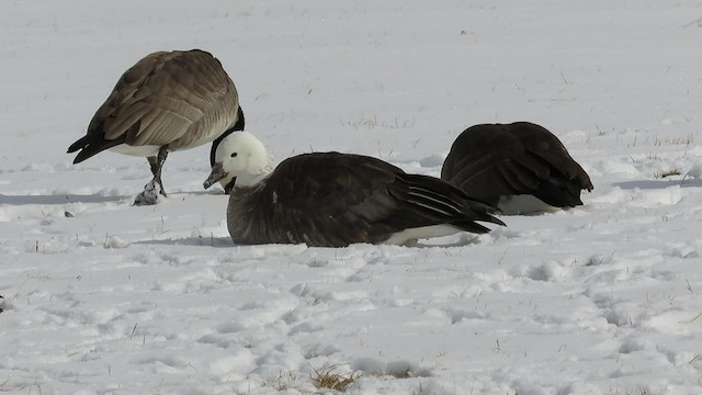 Snow x Cackling Goose (hybrid) - ML538859851
