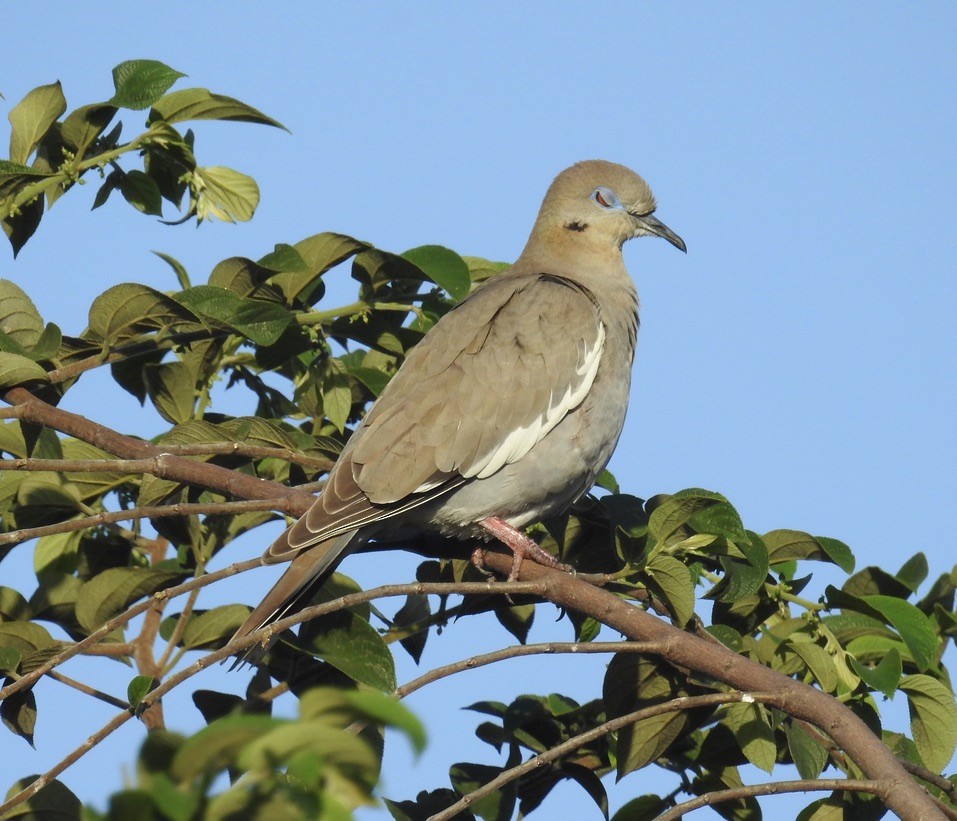 White-winged Dove - ML538860041