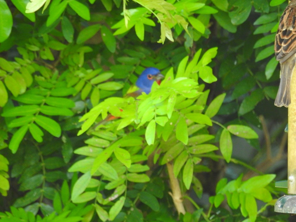Painted Bunting - Sharon Forsyth