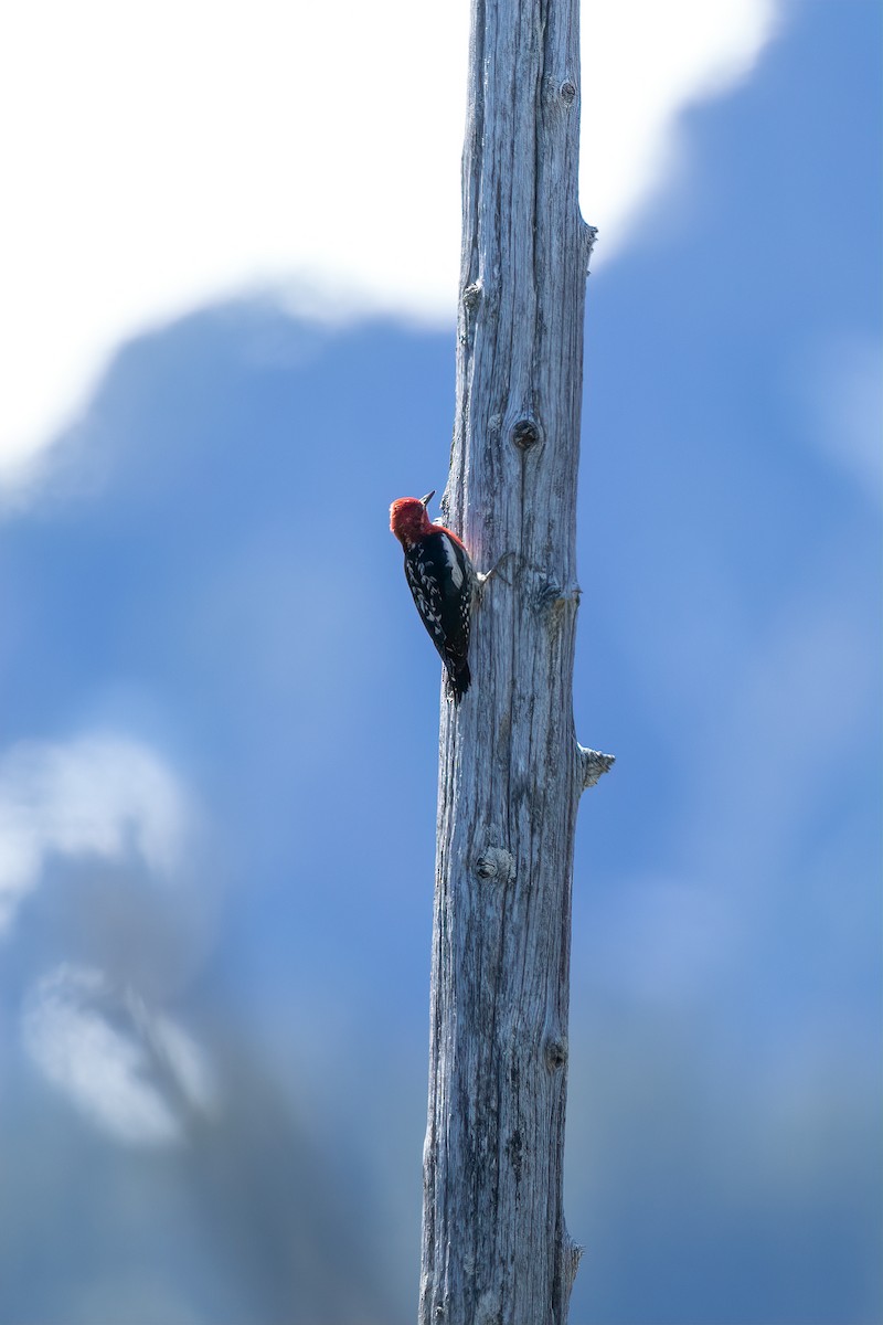 Red-breasted Sapsucker - ML538860581
