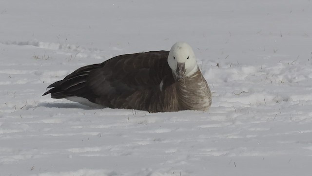 Snow x Cackling Goose (hybrid) - ML538861101