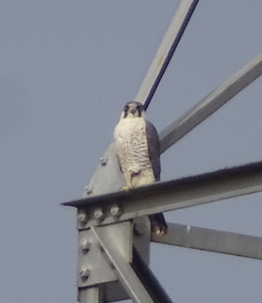 Peregrine Falcon (Tundra) - ML538869141