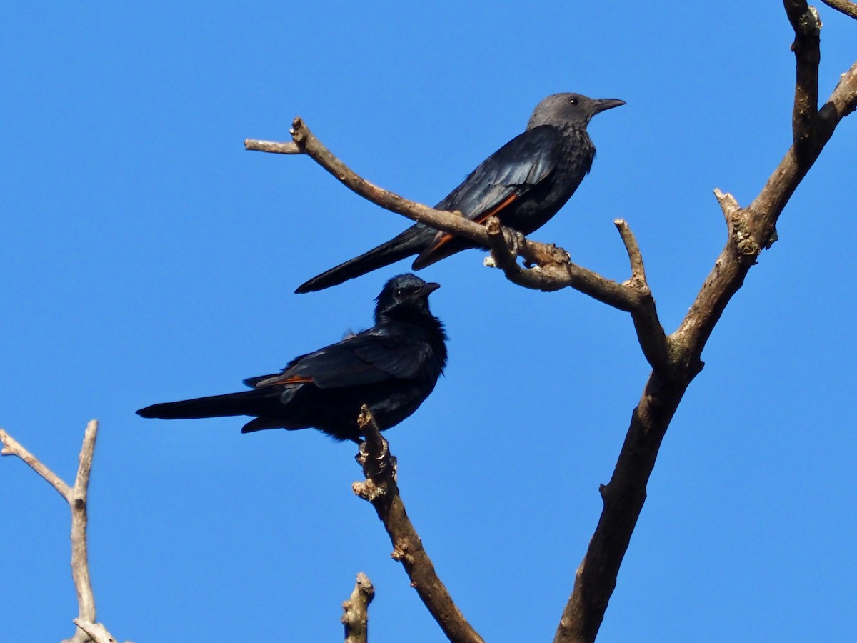 Red-winged Starling - ML538869401