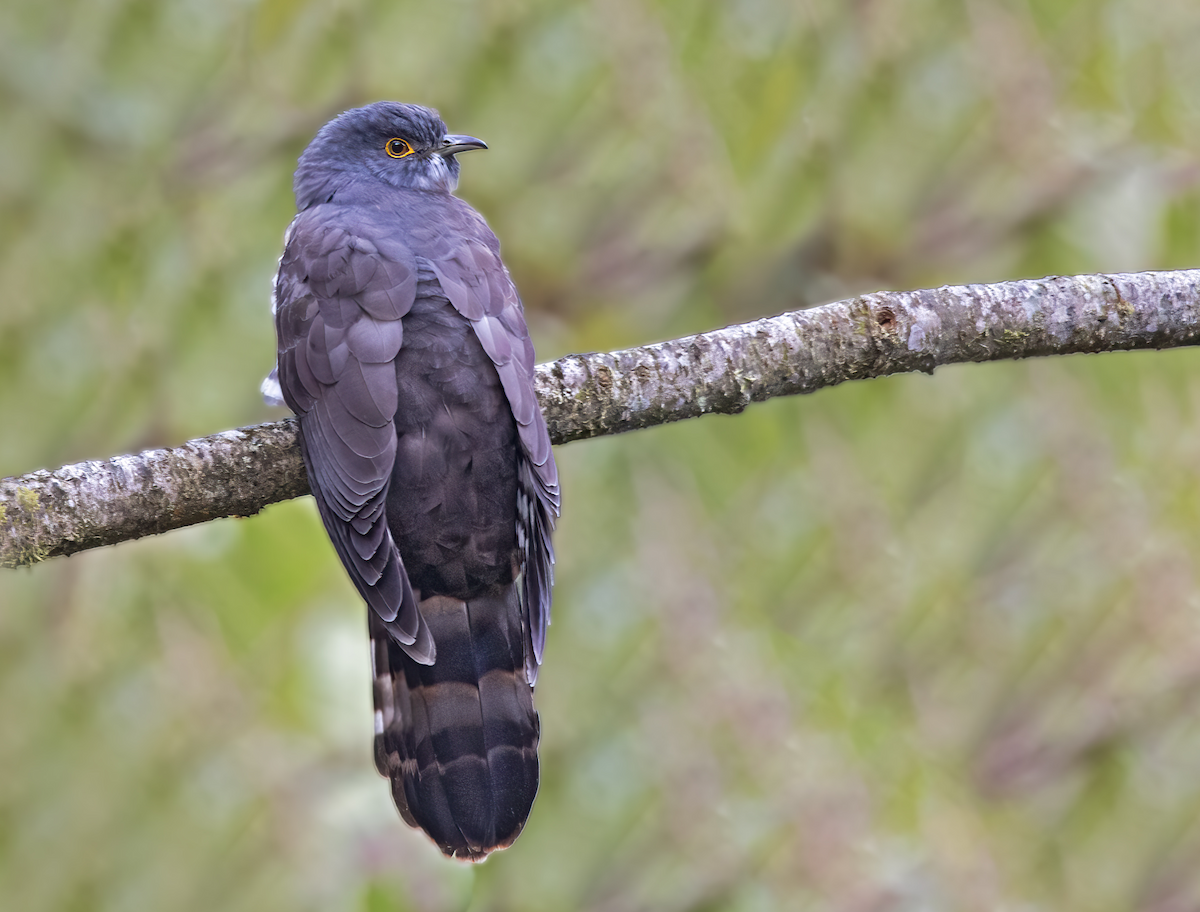 Large Hawk-Cuckoo - Arpit Bansal