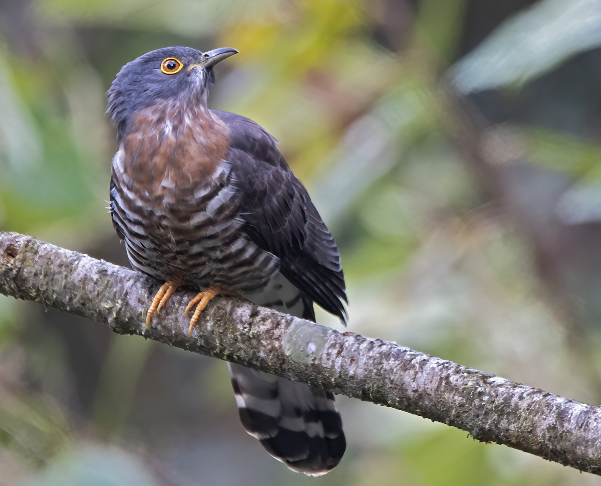 Large Hawk-Cuckoo - Arpit Bansal
