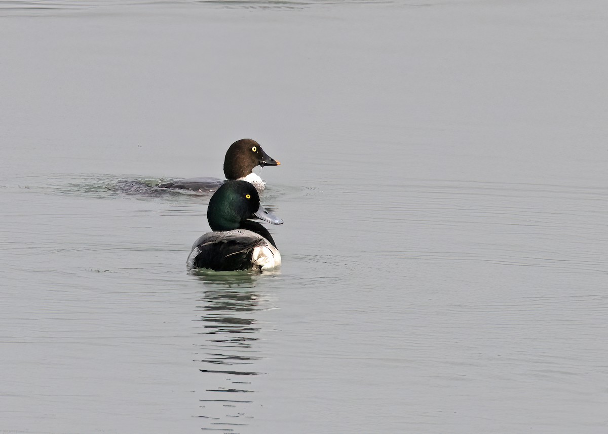 Greater Scaup - ML538870421