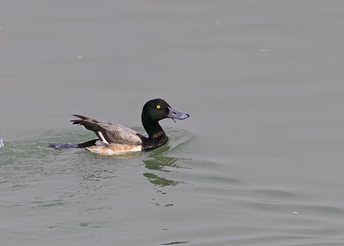 Greater Scaup - ML538870441