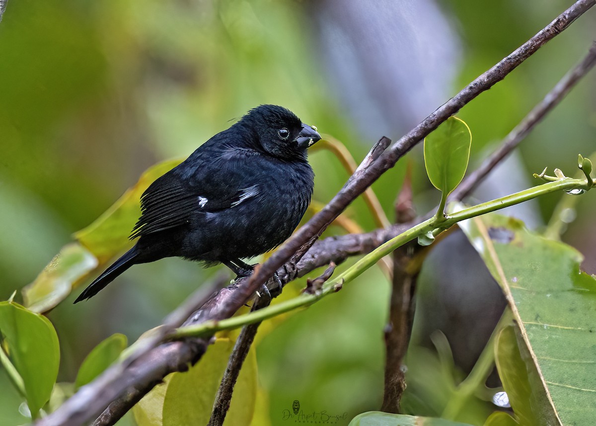 Variable Seedeater - ML538871471