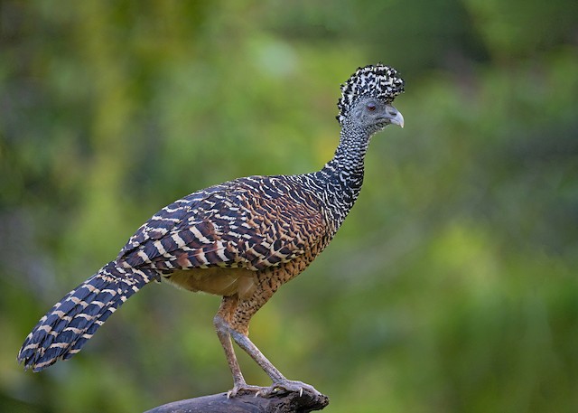 オオホウカンチョウ - eBird