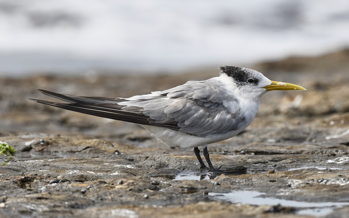 Great Crested Tern - ML538874951