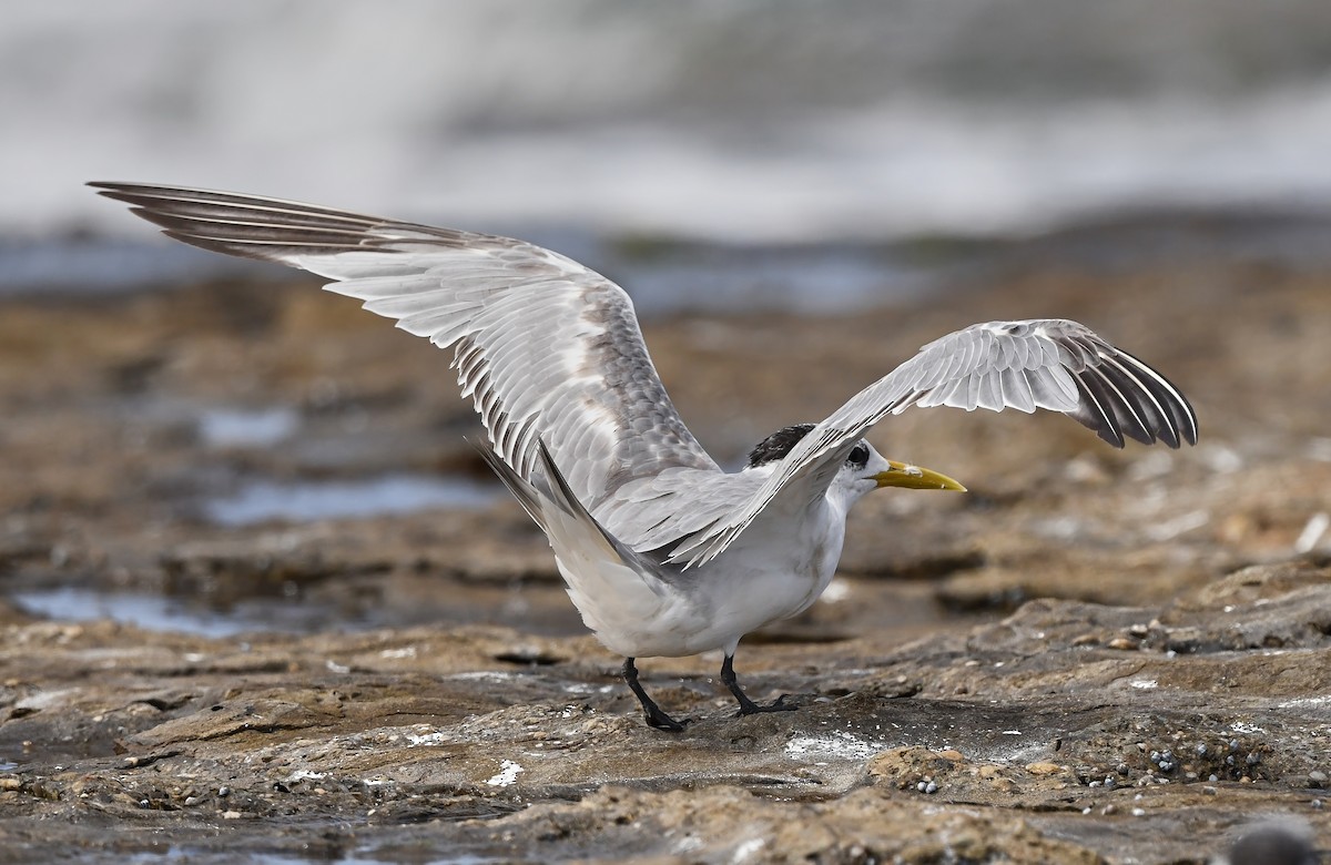 Great Crested Tern - ML538874961