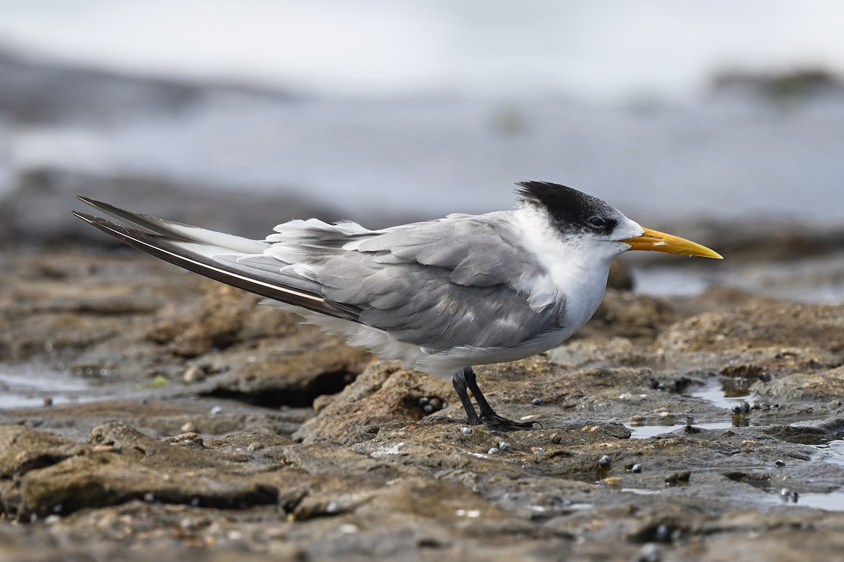 Great Crested Tern - ML538875011