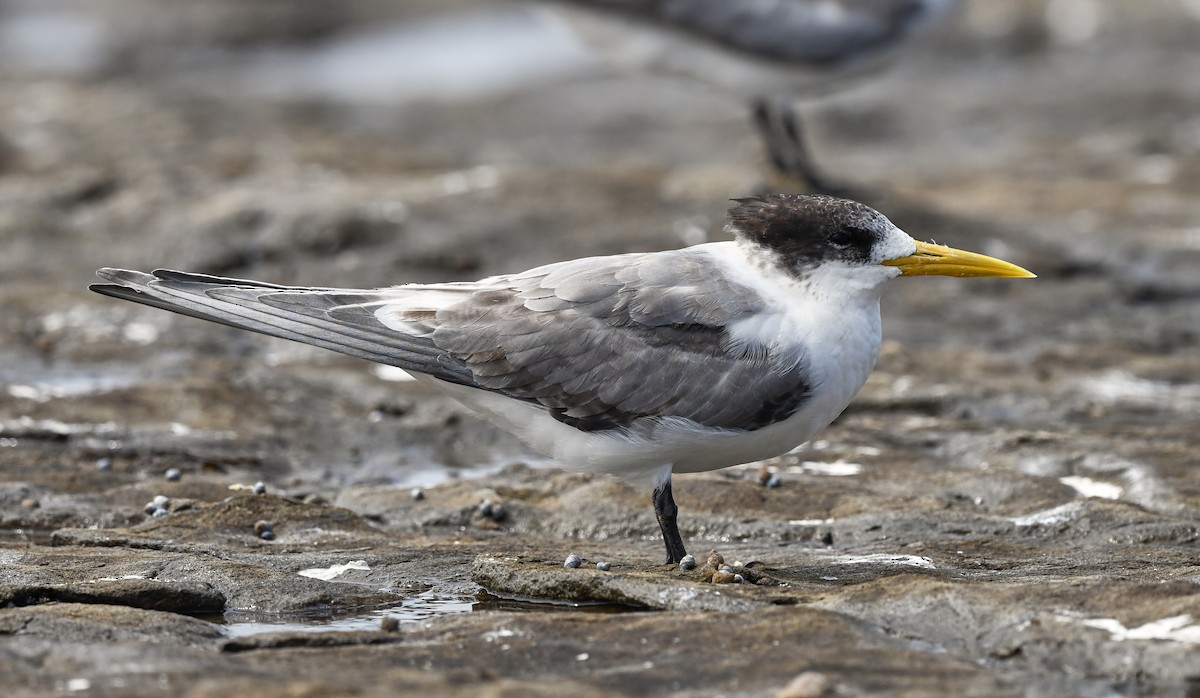 Great Crested Tern - ML538875021