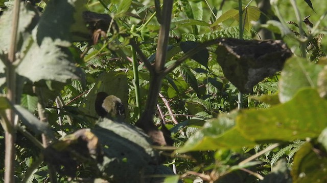  - Ochre-breasted Brushfinch