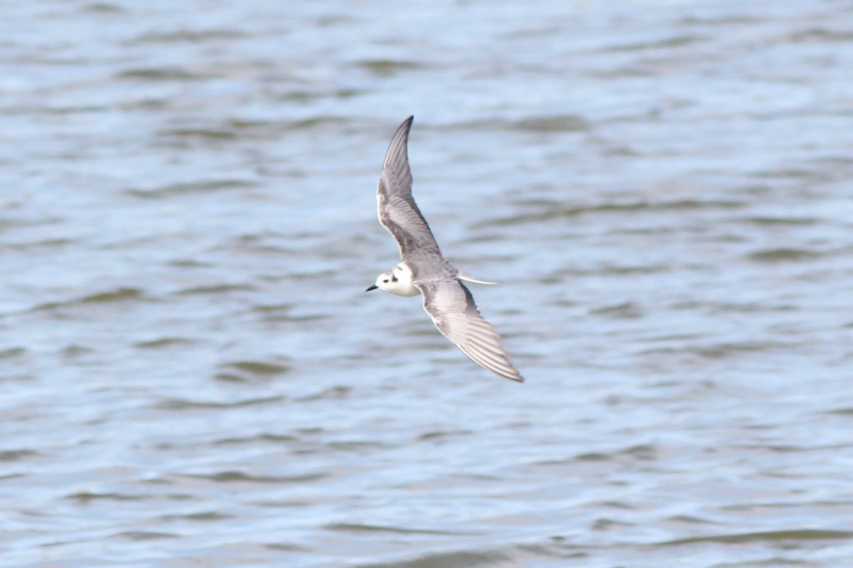 White-winged Tern - ML538878931