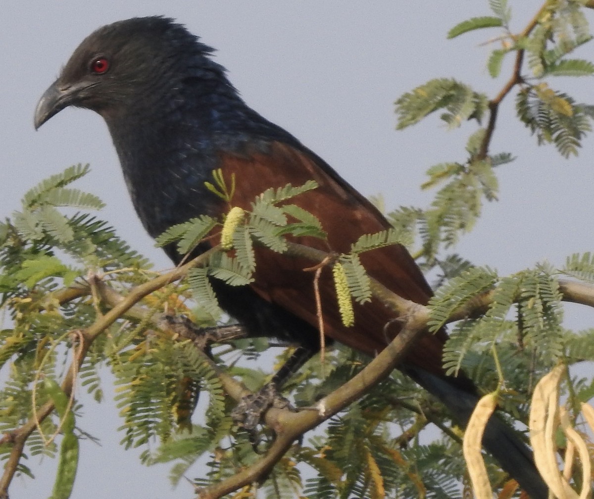 Greater Coucal - ML538879521