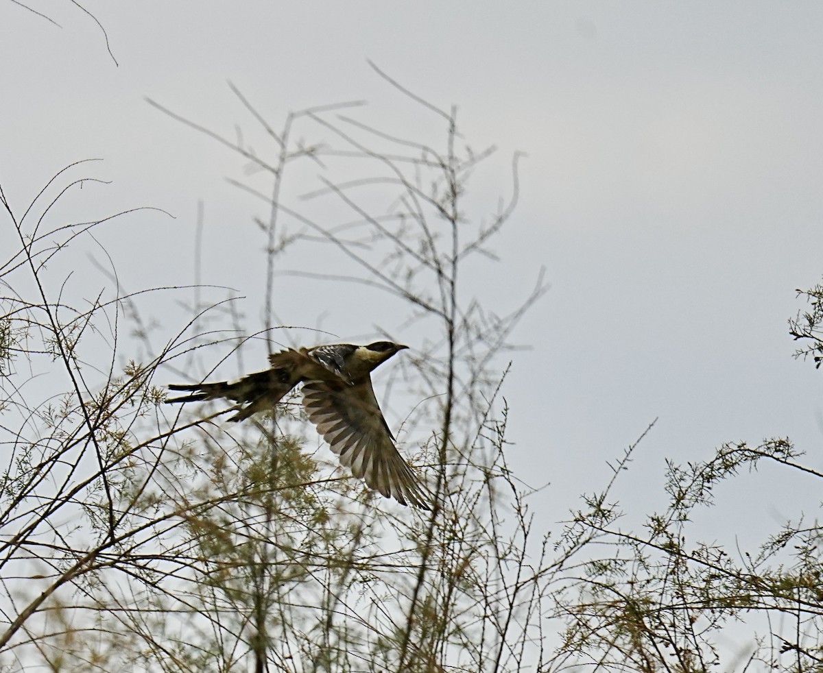 Great Spotted Cuckoo - ML538885431