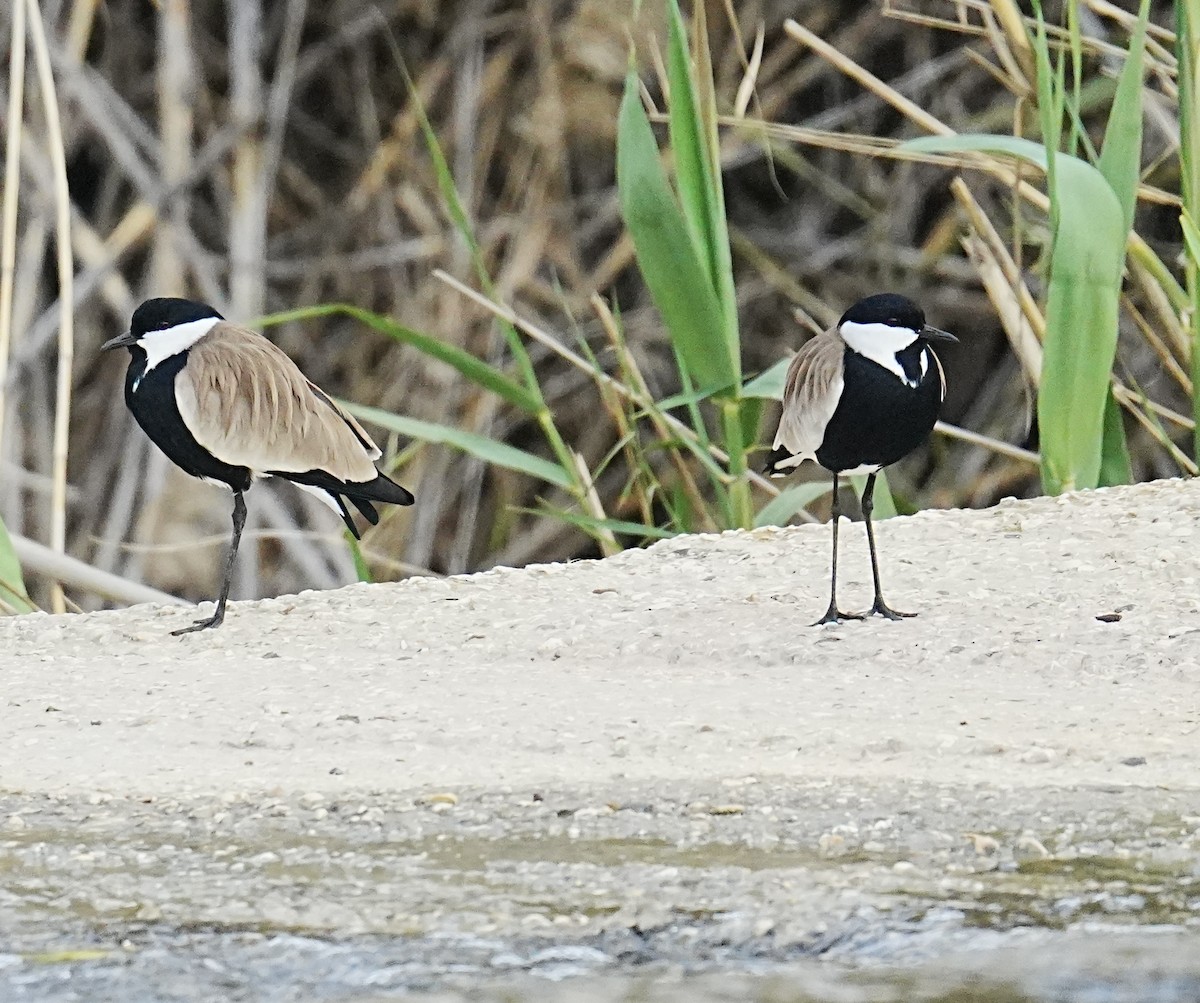 Spur-winged Lapwing - ML538885471
