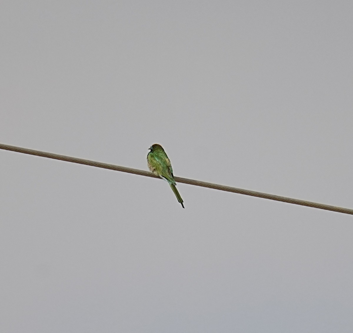 Arabian Green Bee-eater - ML538885531