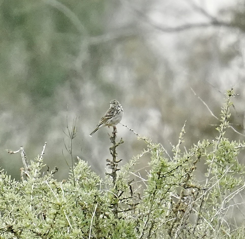 Meadow Pipit - ML538885621