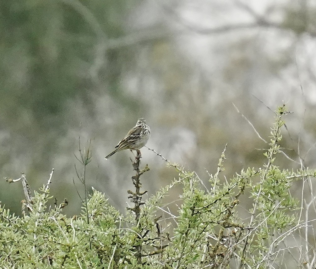 Meadow Pipit - ML538885631
