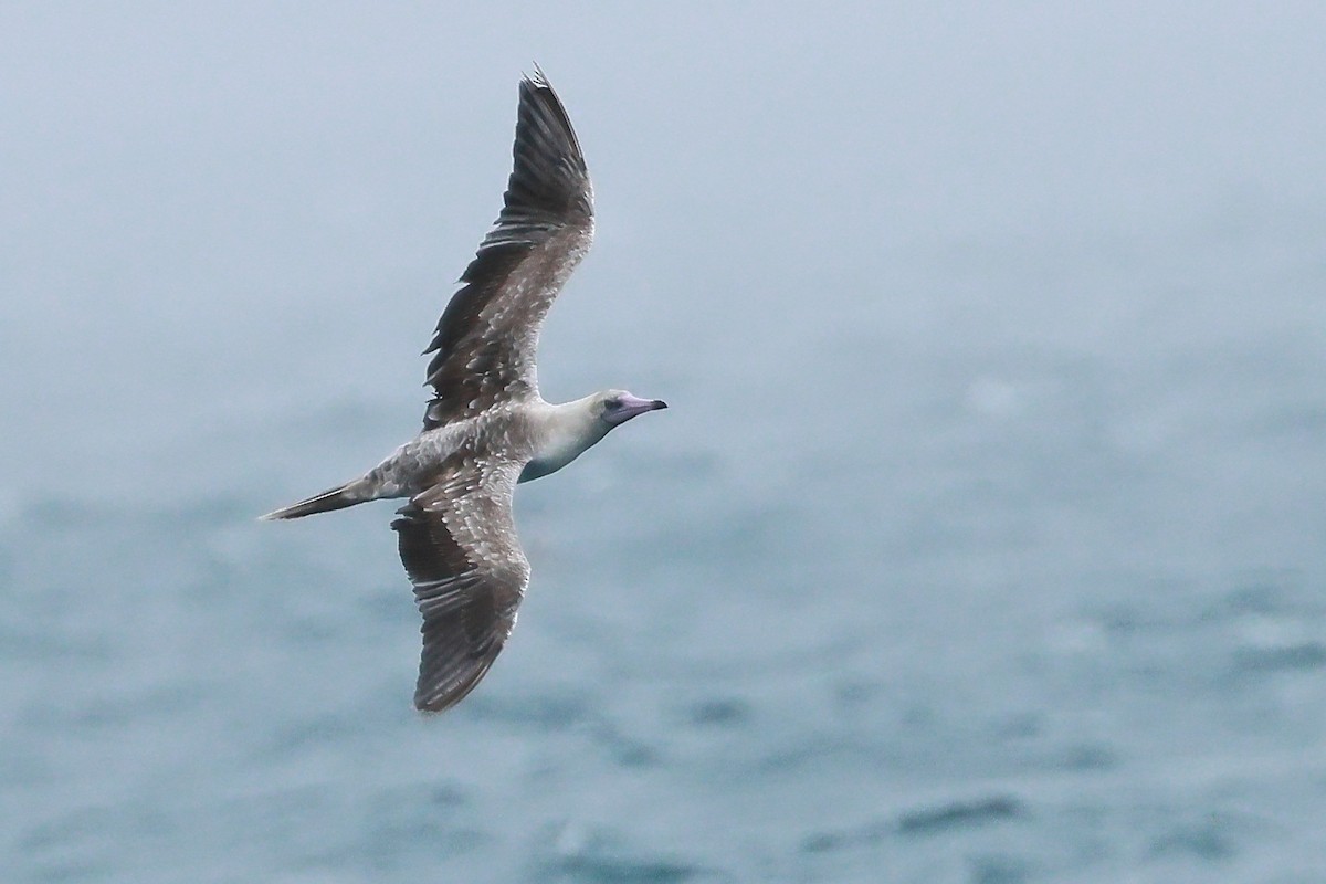 Red-footed Booby - ML538885681