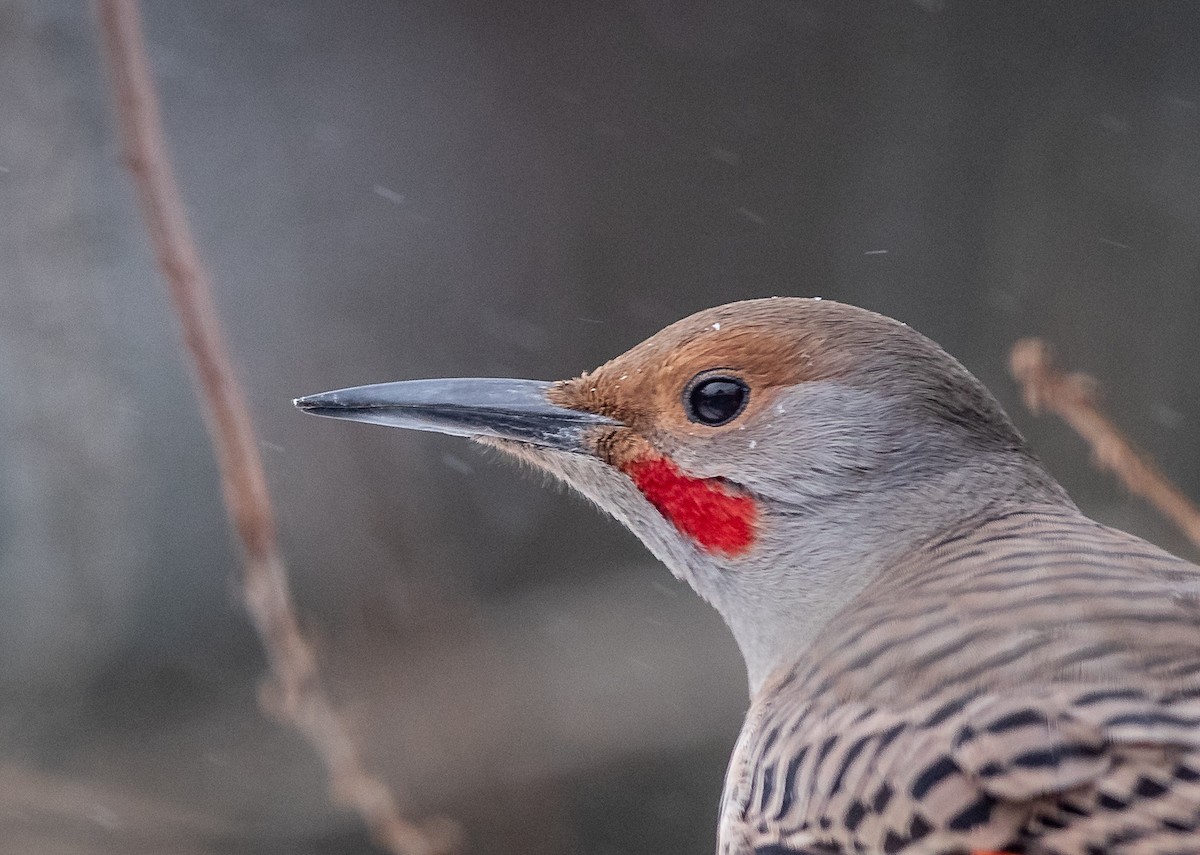 Northern Flicker (Red-shafted) - ML538889681