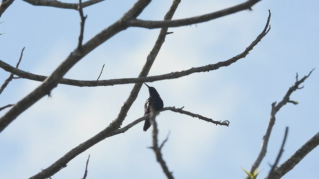 kolibřík zelenobřichý - ML538891421