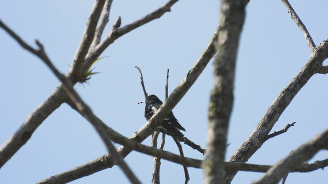 Yeşil Karınlı Kolibri - ML538891451