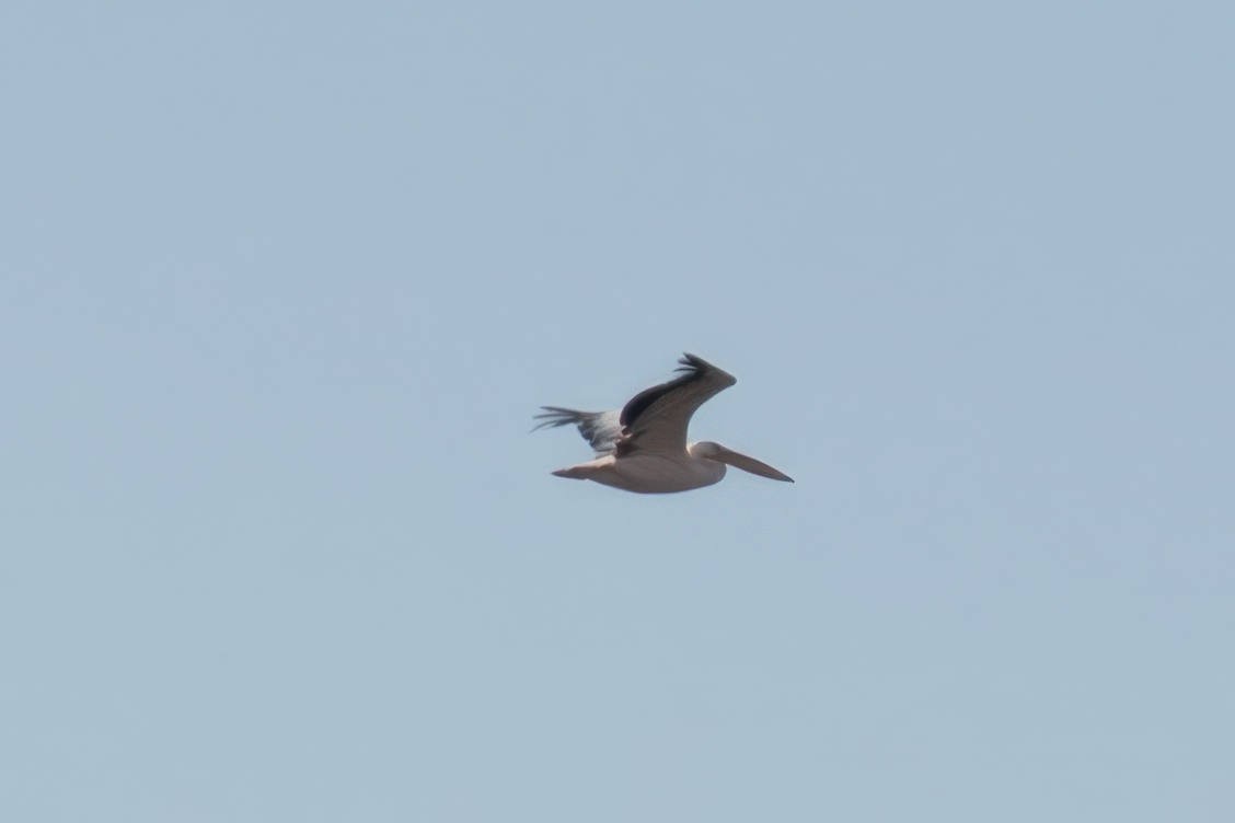 Pink-backed Pelican - ML538892031