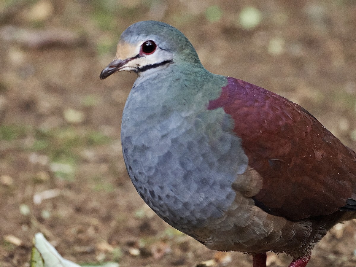 Buff-fronted Quail-Dove - ML538892551