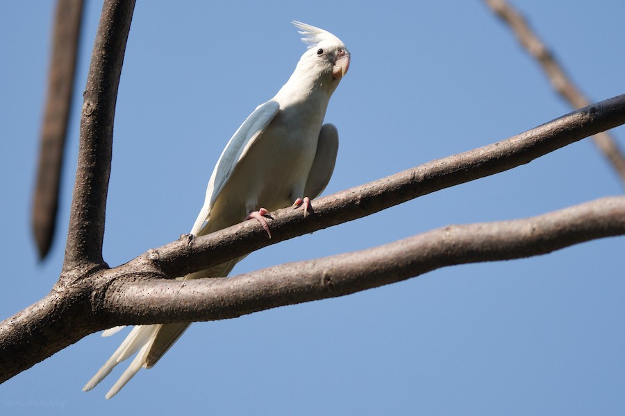 Cacatillo (Forma doméstica) - eBird