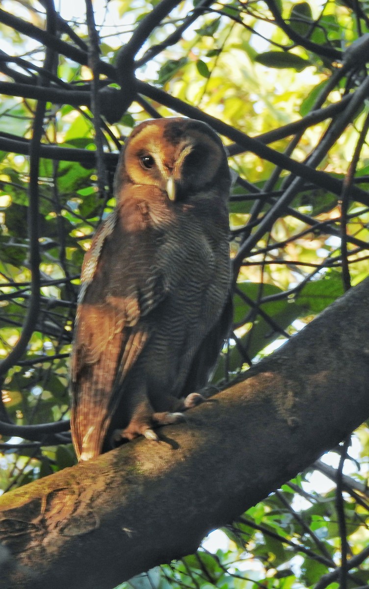 Brown Wood-Owl - ML538893621
