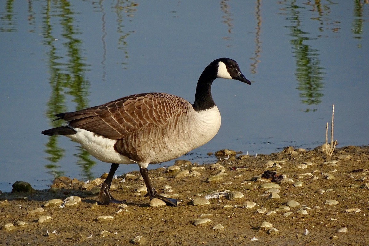 Canada Goose - Gyorgy Szimuly