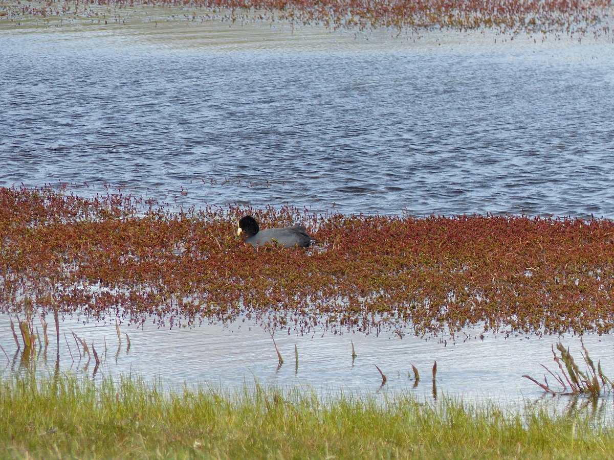 White-winged Coot - ML538895561