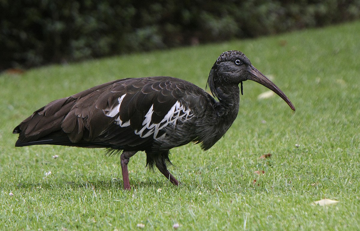 ibis etiopský - ML538899541
